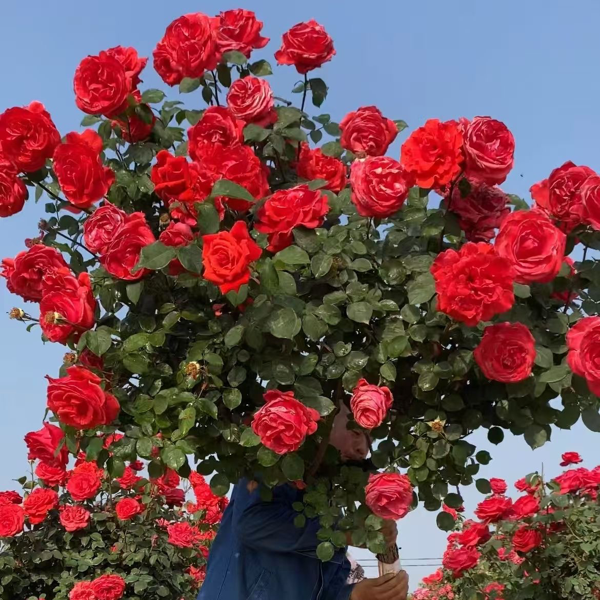 精品树桩月季浓香型国月大花粉扇扉扇四季开花庭院盆栽花卉月季