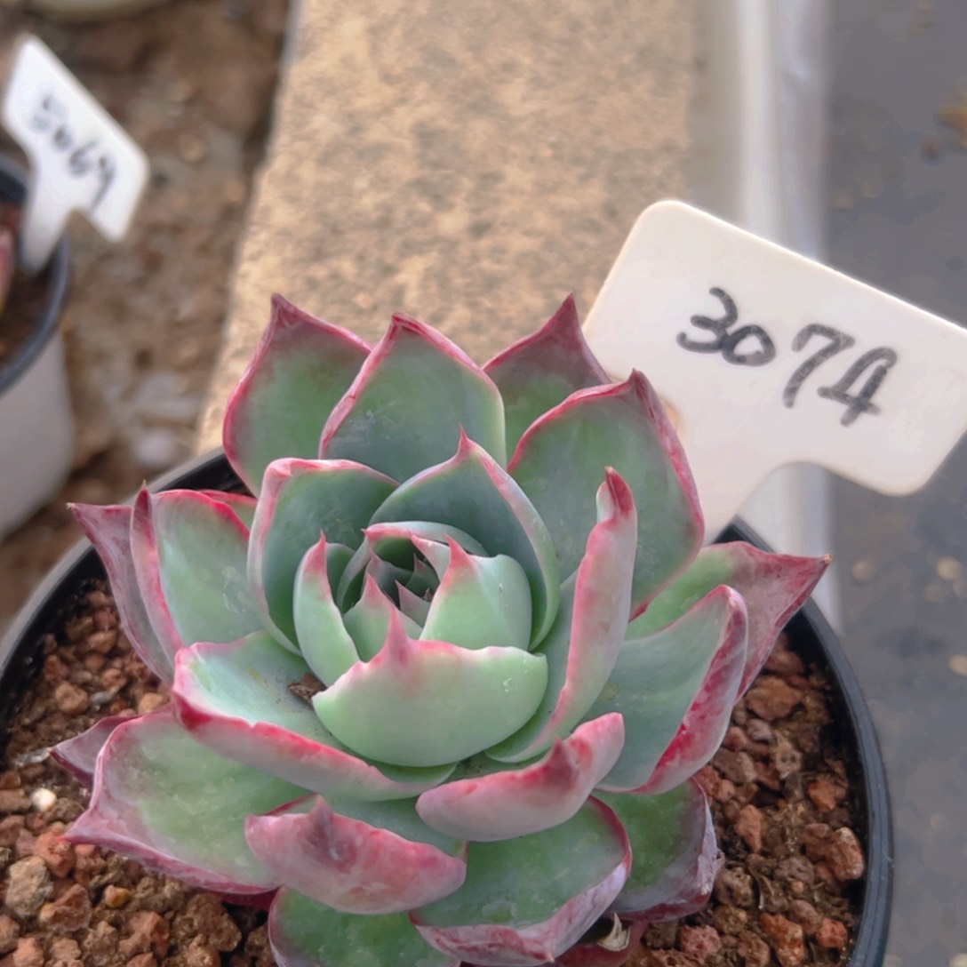 惊鸿仙子一物一拍3074