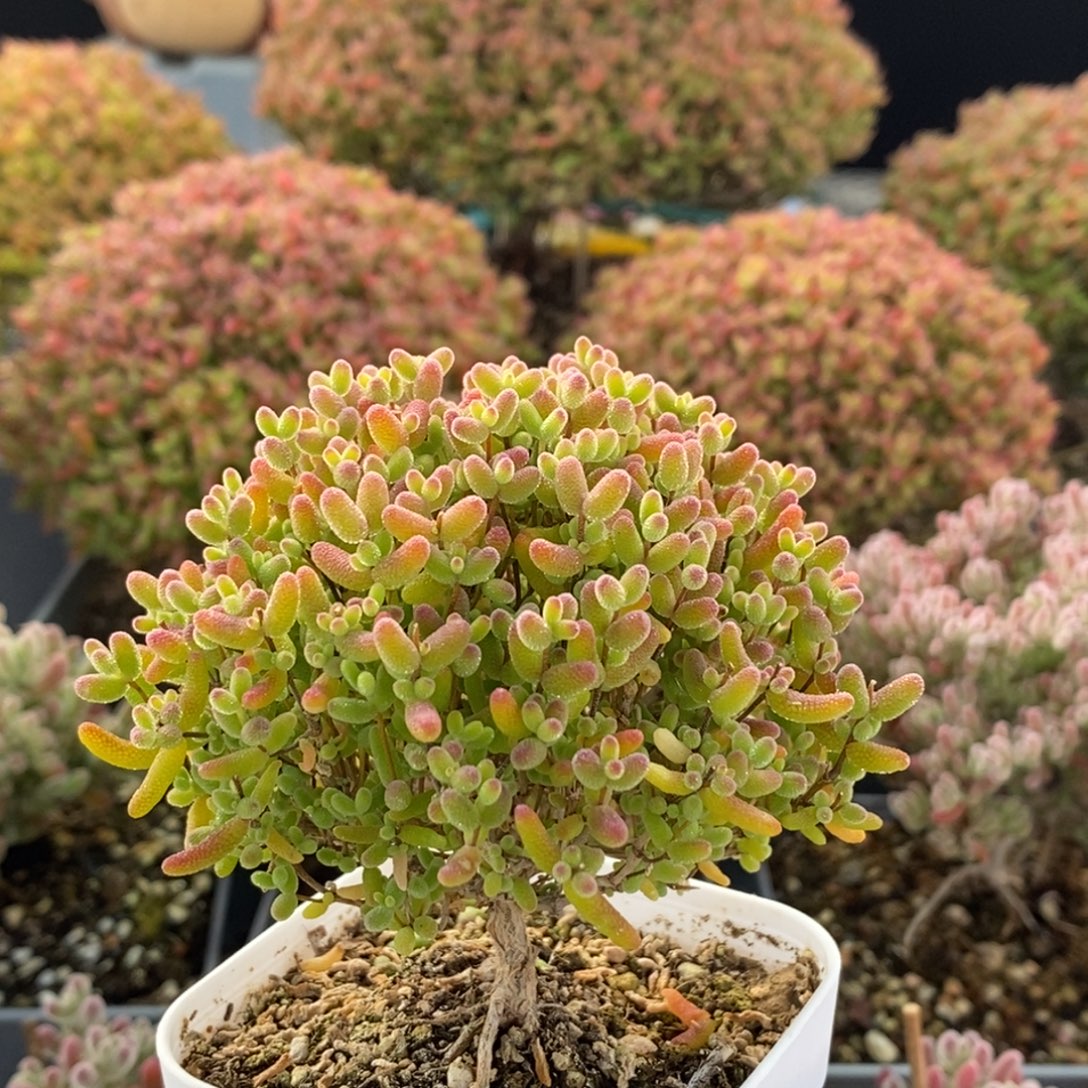 蜜橘糖球3835枝干番杏