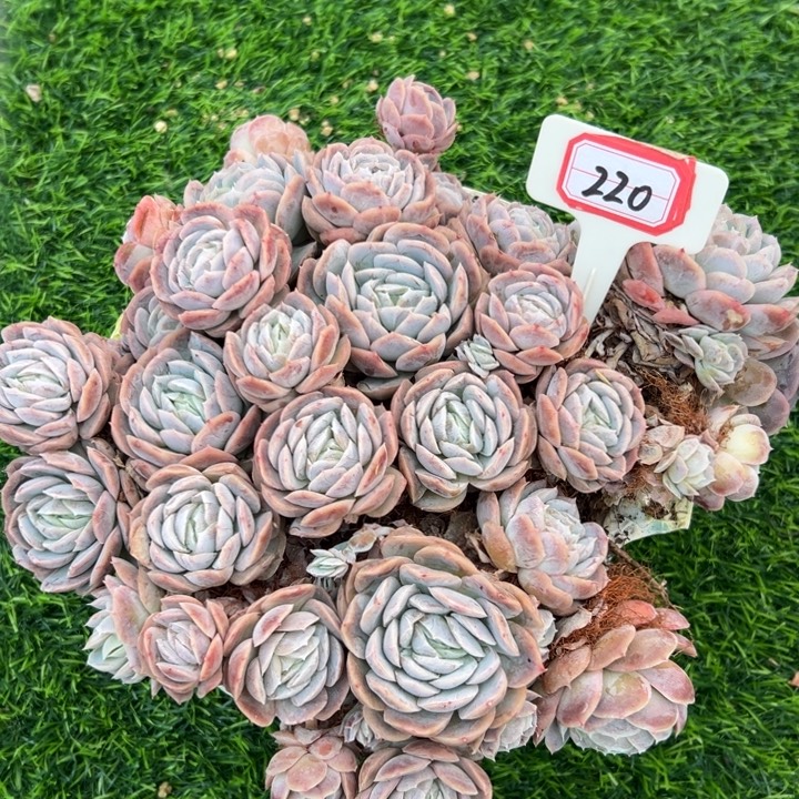 J***gA220西娜大群一物一拍29.9