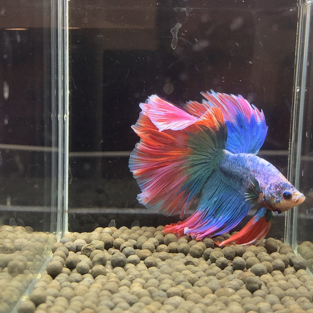 海水鱼七弟泰国斗鱼874