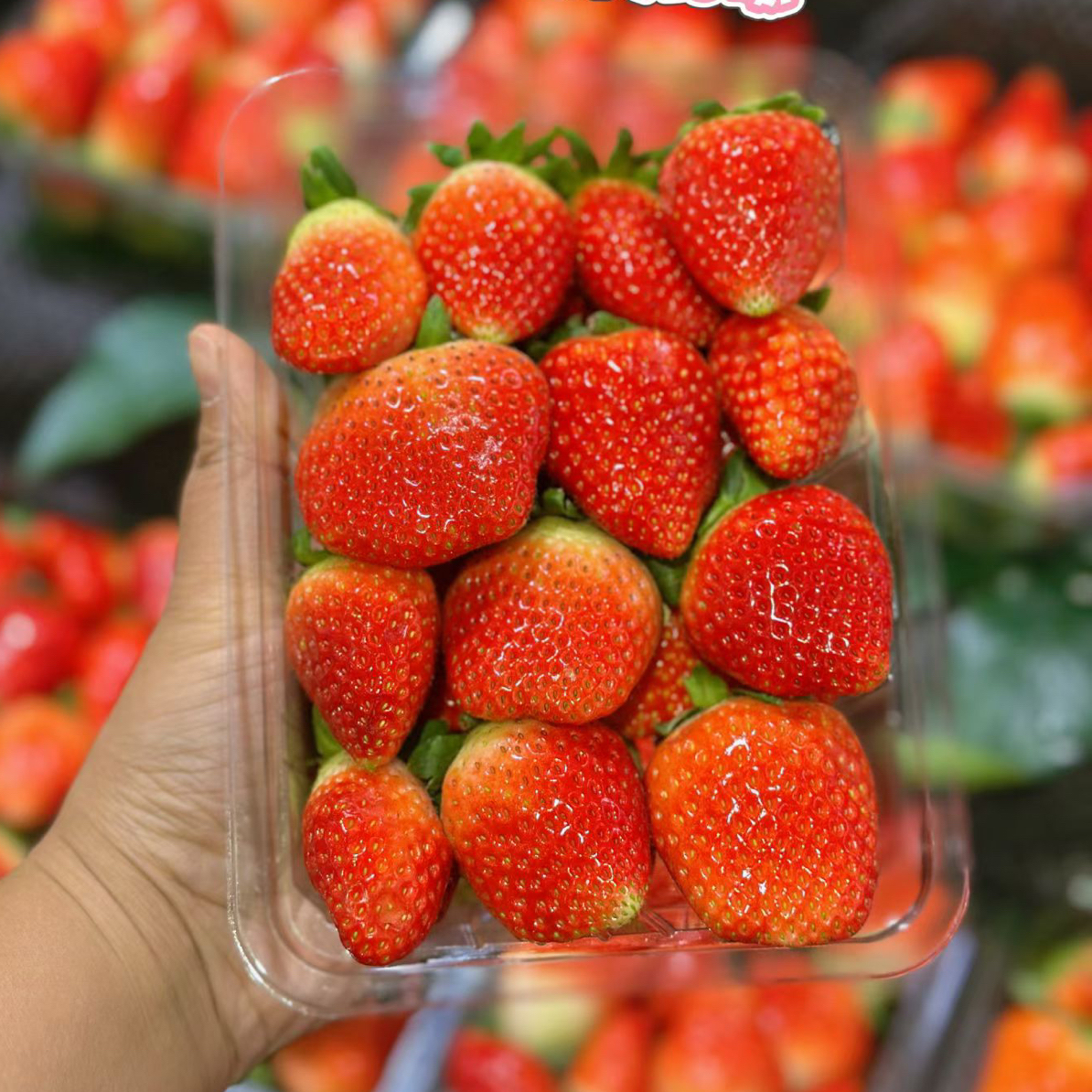 果切【整果】牛奶草莓1斤洗好备注