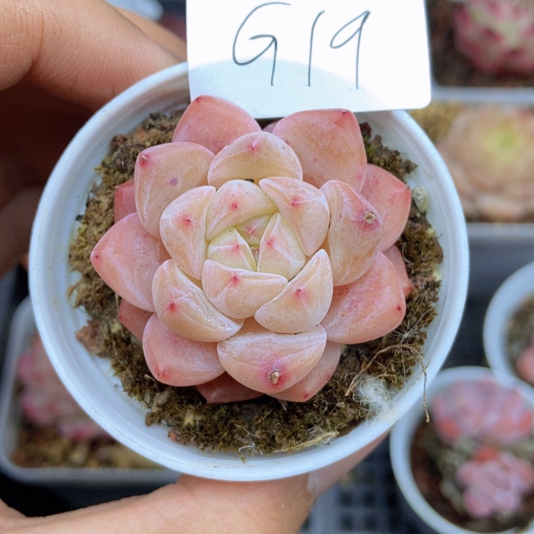 春泥家框拍链接G19