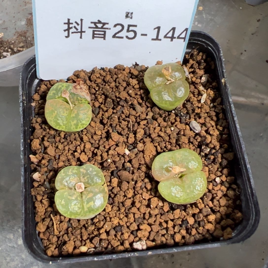 25-144勋章多肉植物