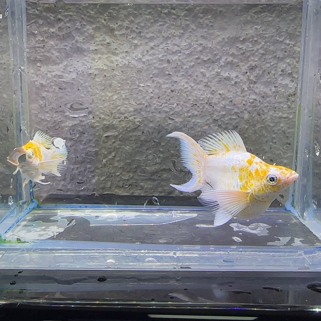 孔雀鱼樱花玛丽。20号