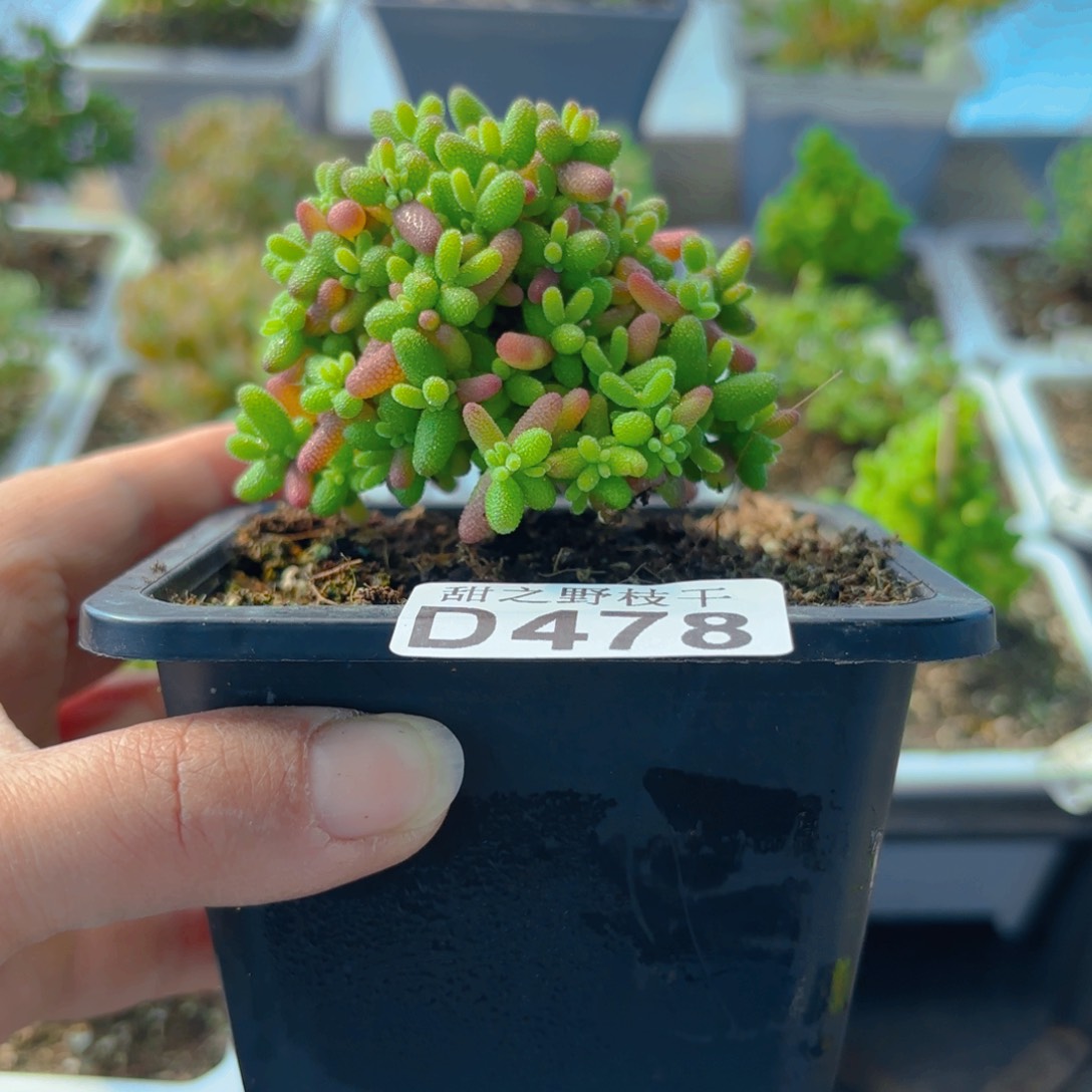 蜜橘糖球478。      