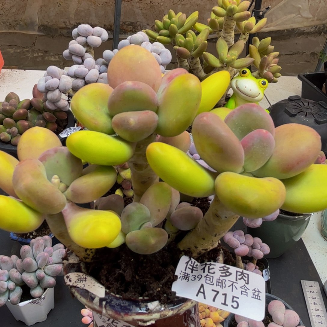 715/8cm芒果奶多肉植物