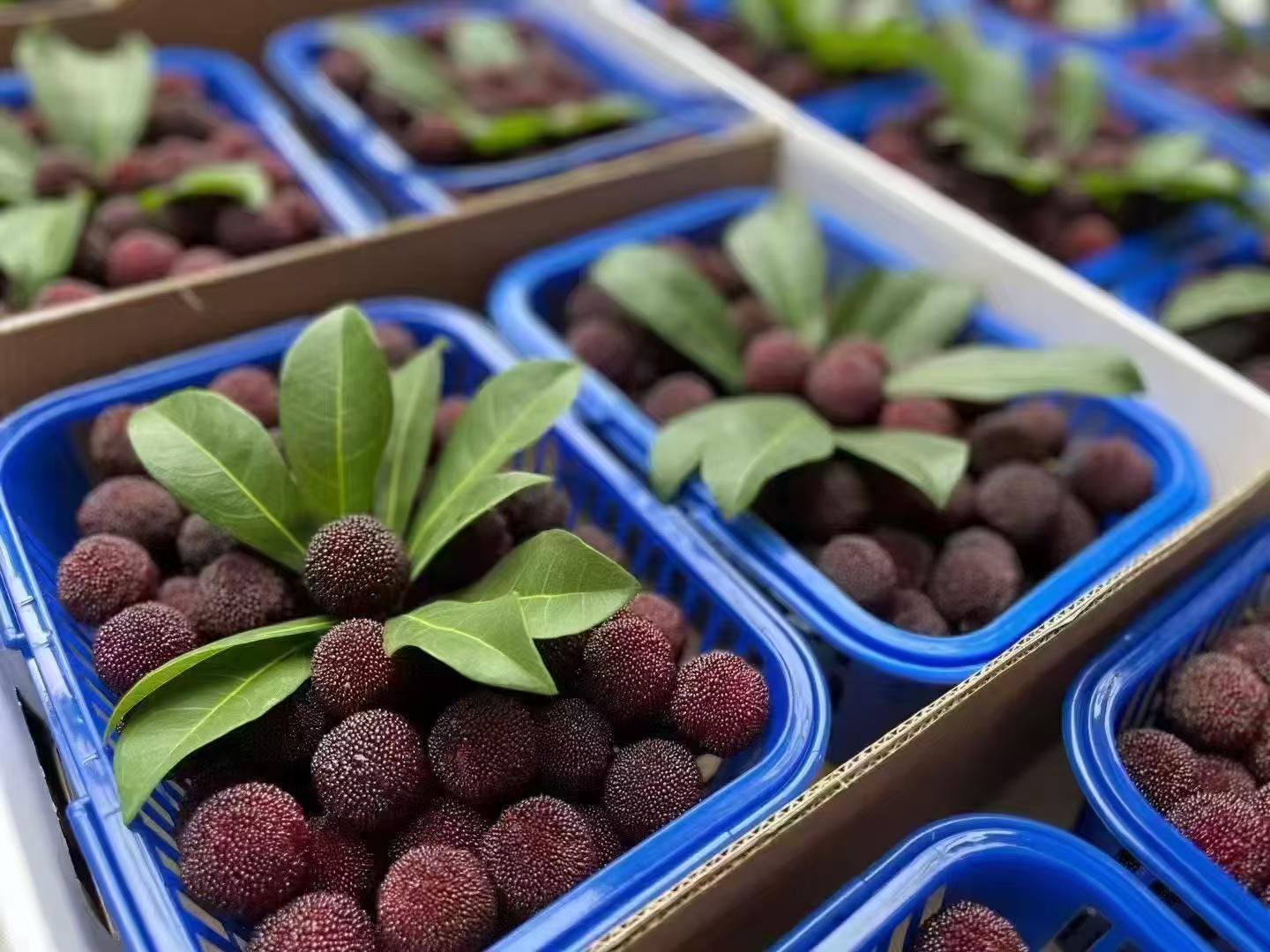 【买三斤送三斤】正宗浙江仙居荸荠杨梅新鲜当季现摘现发礼盒装