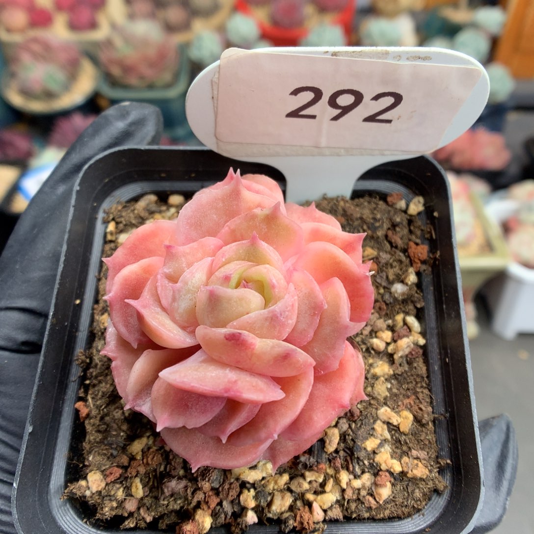 292 昂斯诺石化多肉