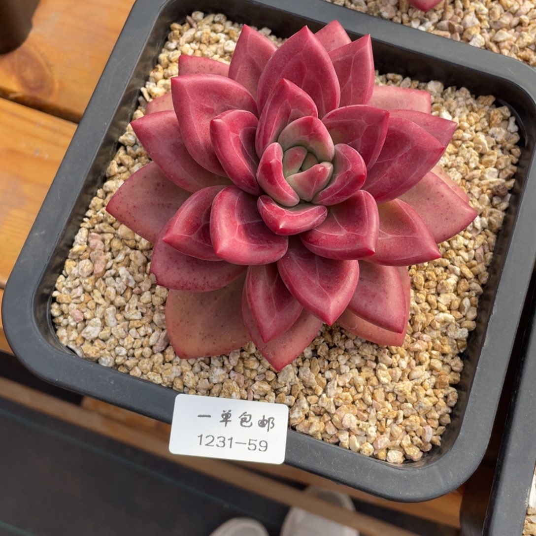 露****1231-59-赫菲斯托，，，，，，，，