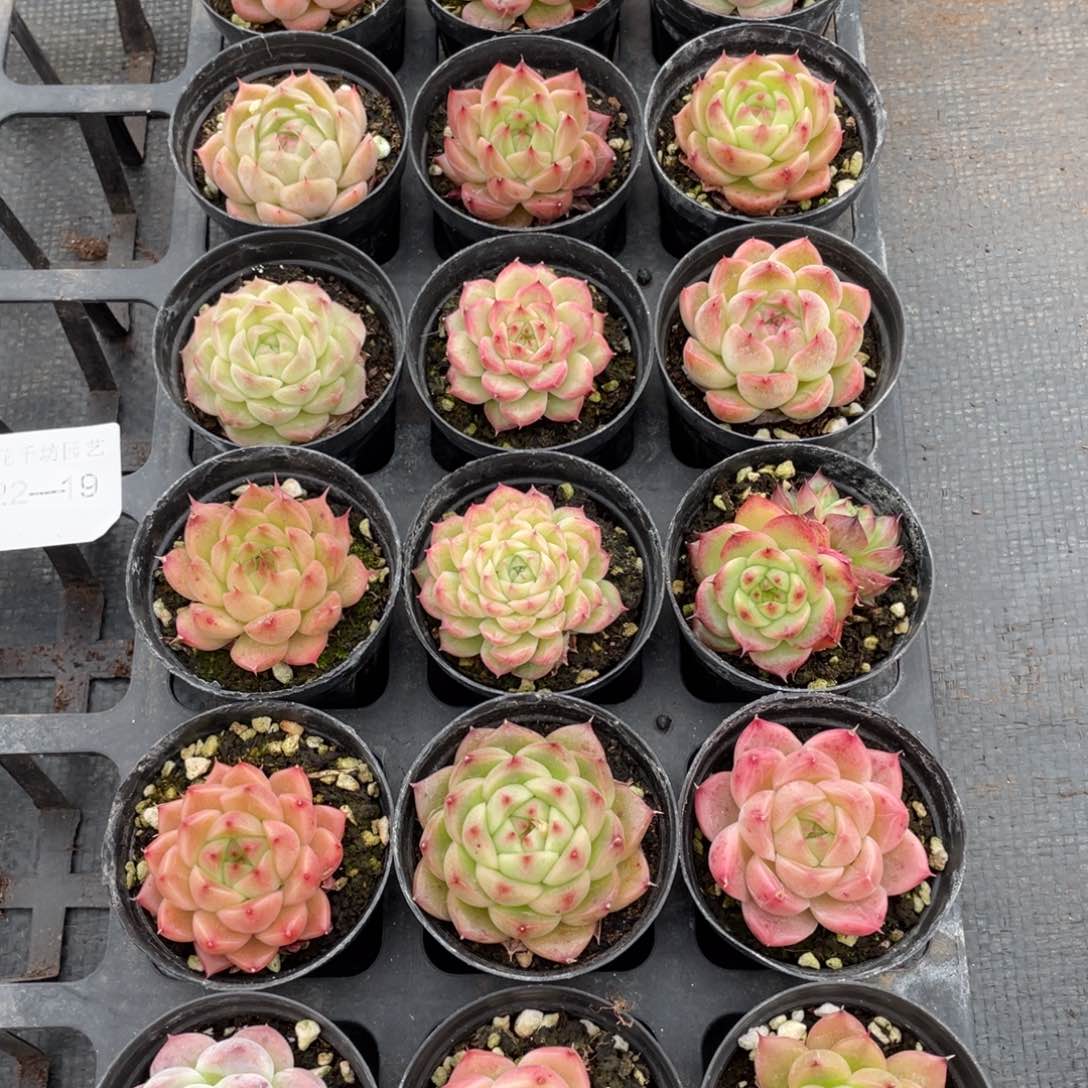 一物一拍18颗22-19