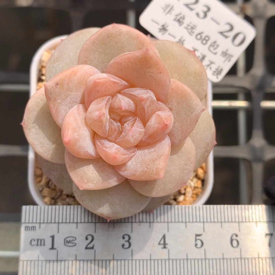 20。妃子笑。糖心多肉。