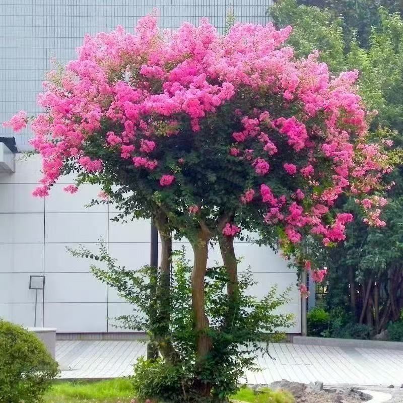 【一物一拍】紫薇树庭院阳台种植耐寒耐热花期长花量大