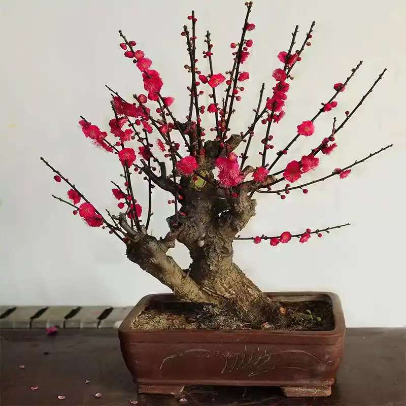 浓香型耐寒梅花盆栽带花苞庭院阳台好养花卉绿植