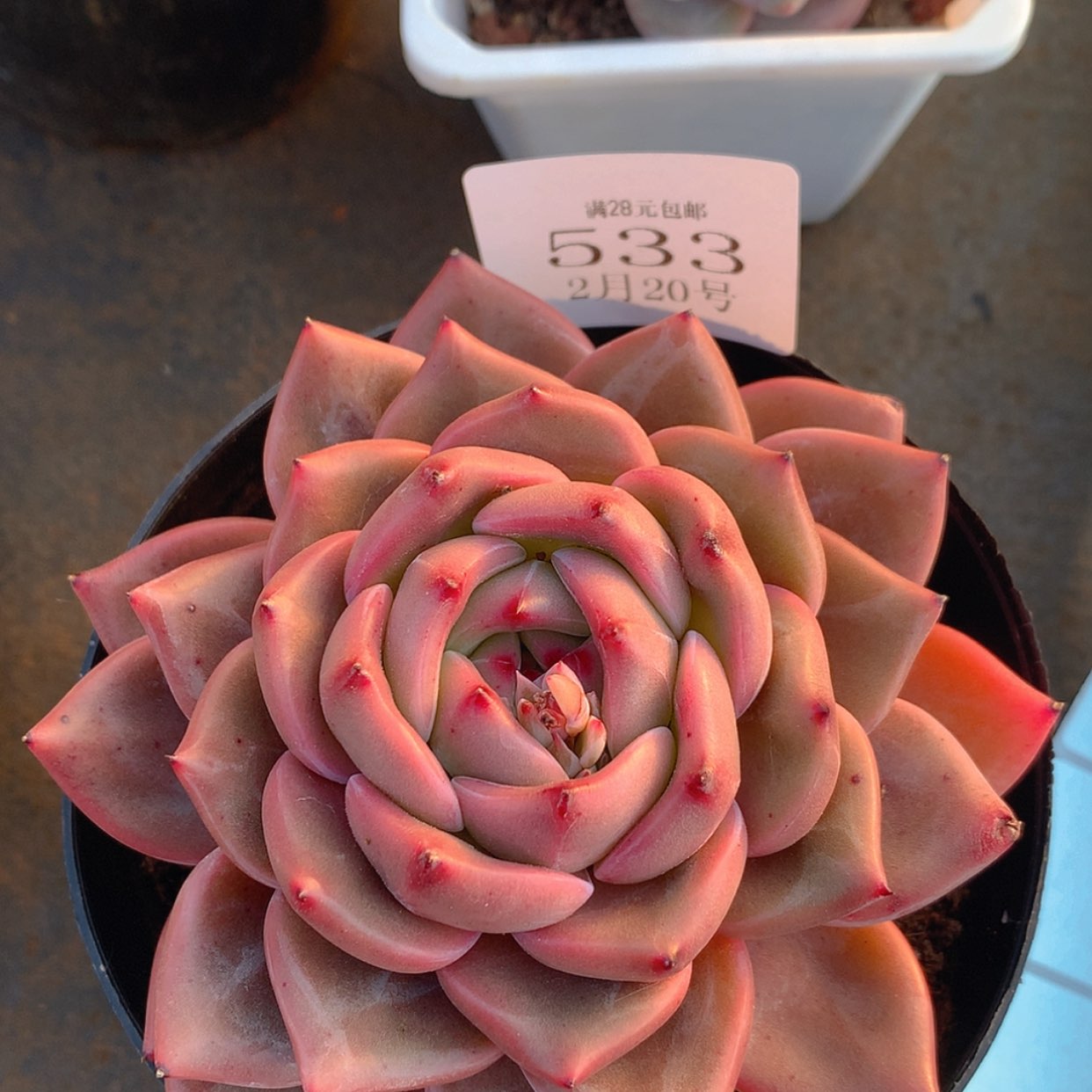 【闪购商品】云533