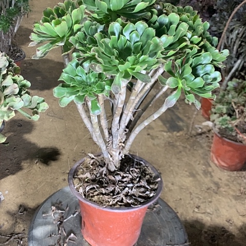 原始绿多肉植物法师14