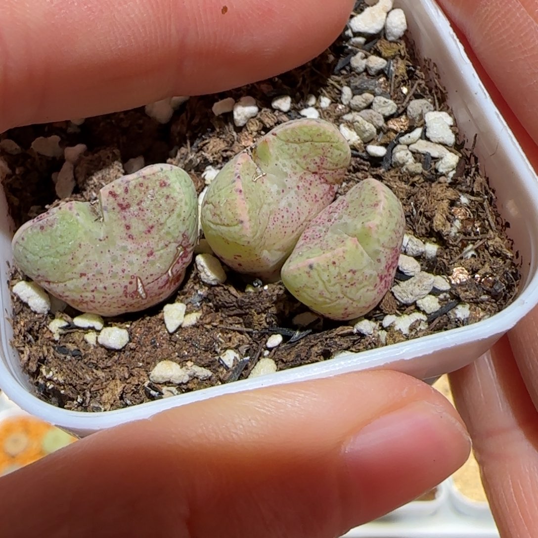 肉锥多肉植物百科-2头+1头455