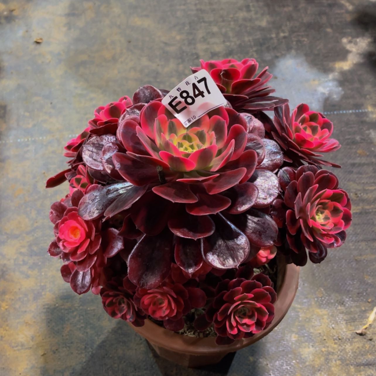 【闪购商品】84700