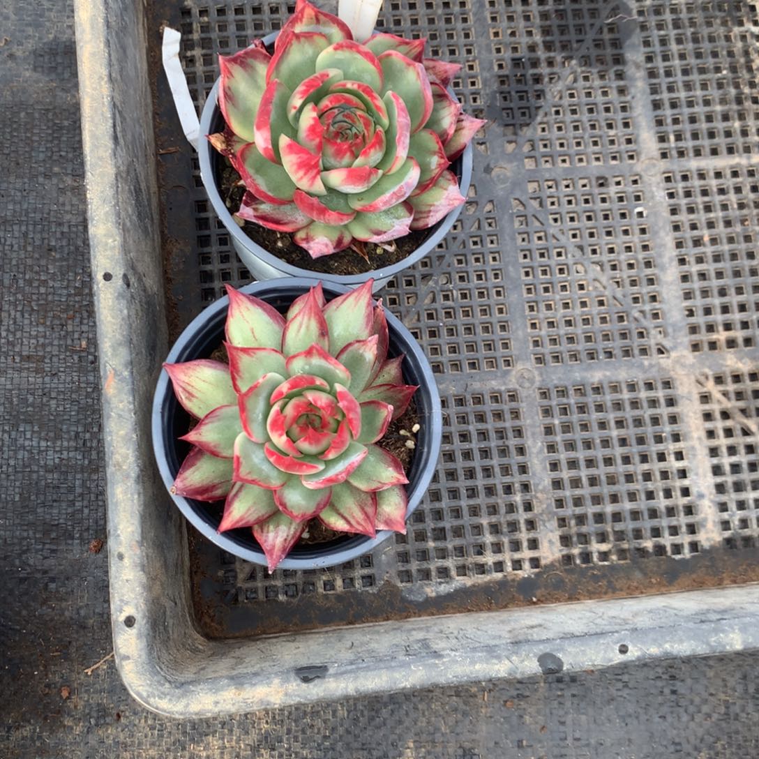 2801号多肉植物惊鸿2颗