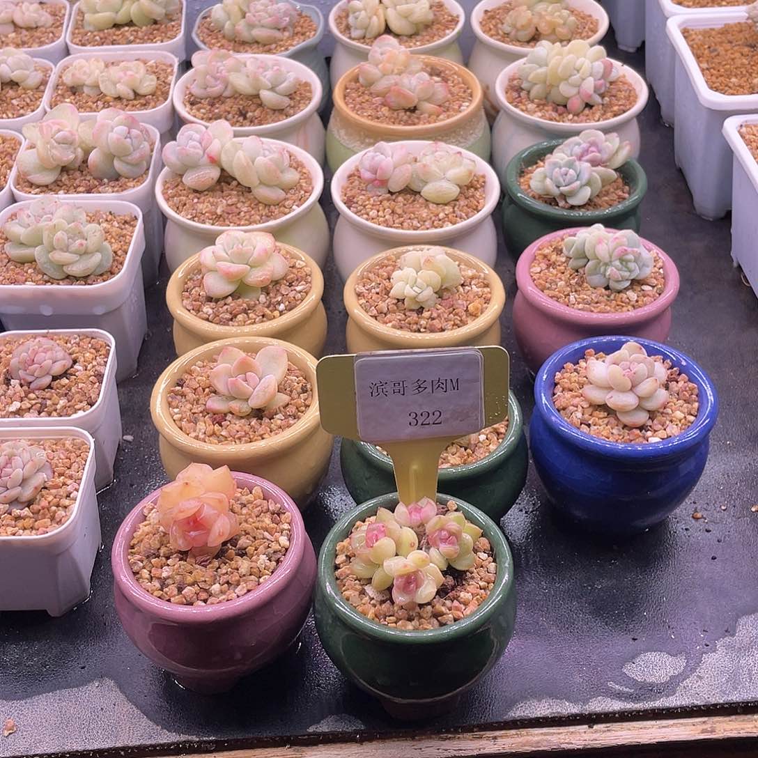 滨哥多肉M322琴心四头