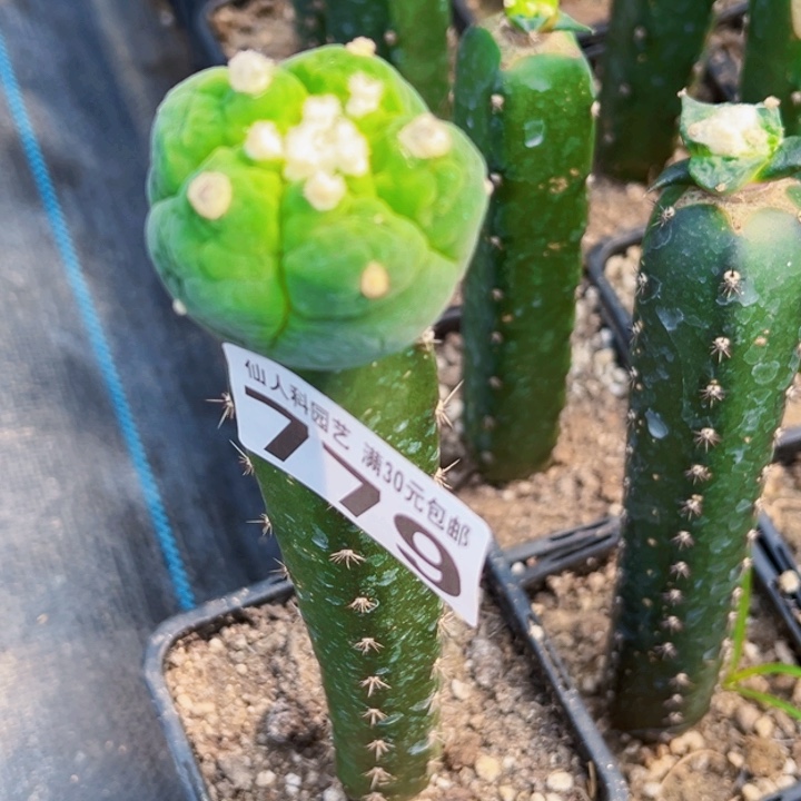 无花朵迷***葵福利苗接大优779