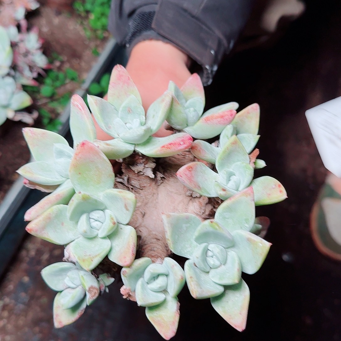 1301瑕疵贝拉苹果叶