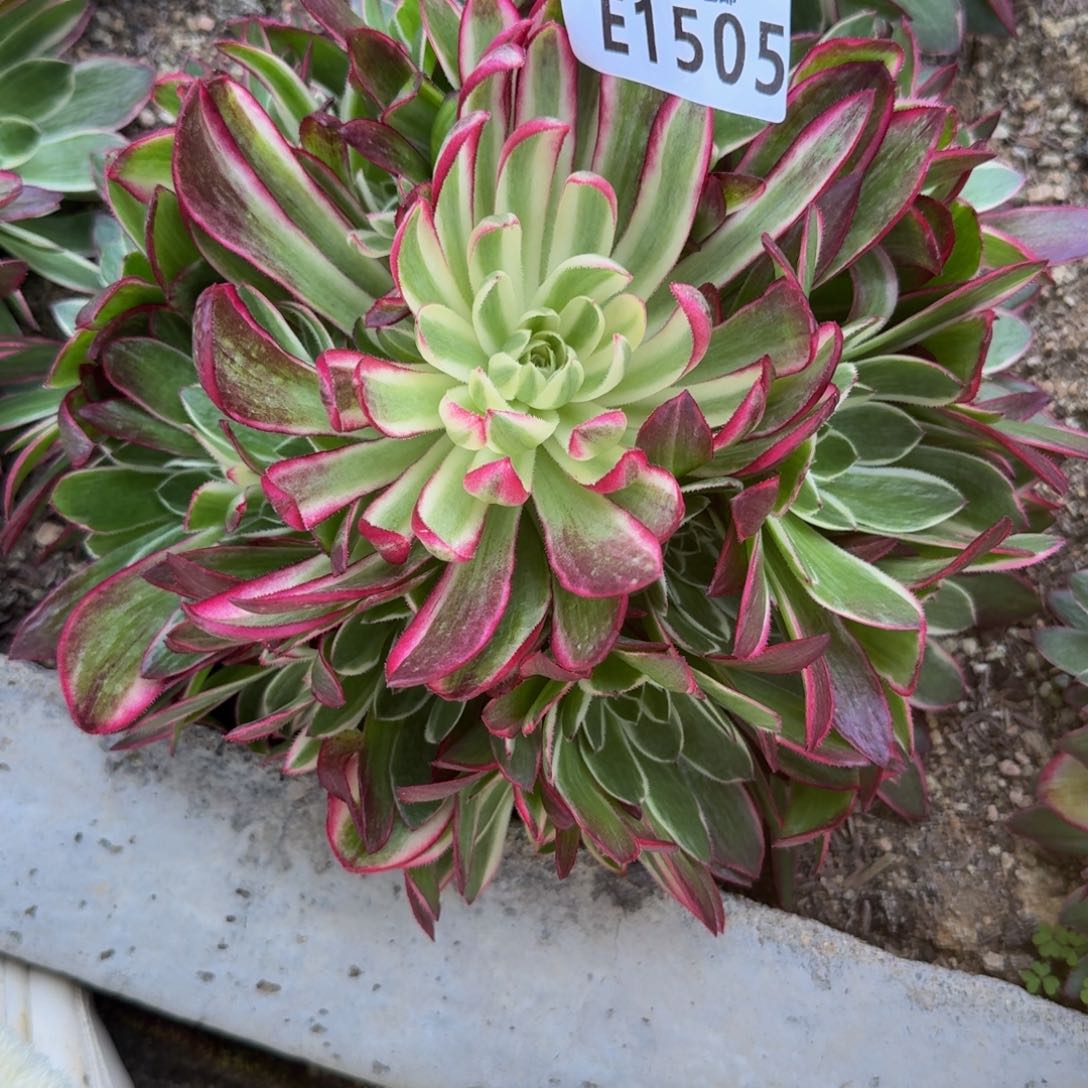 1505海王。多肉植物