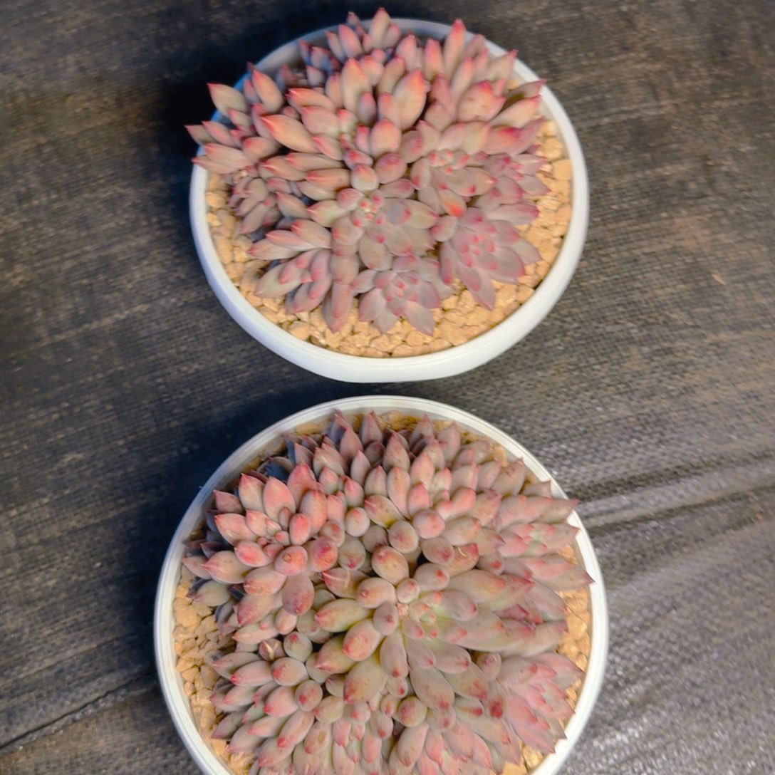 车厘子多肉福利111111111