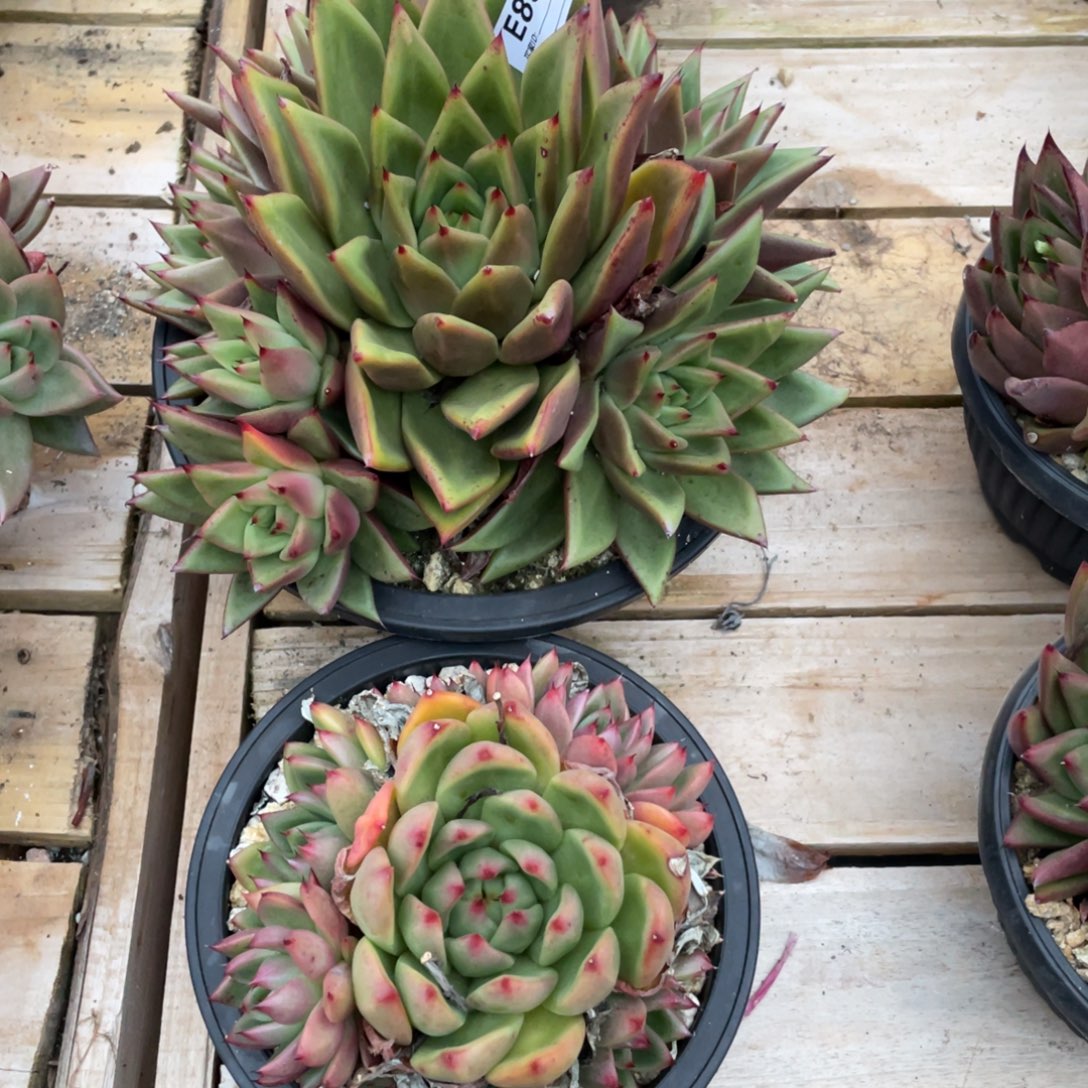 无花朵若如东云组拍E836