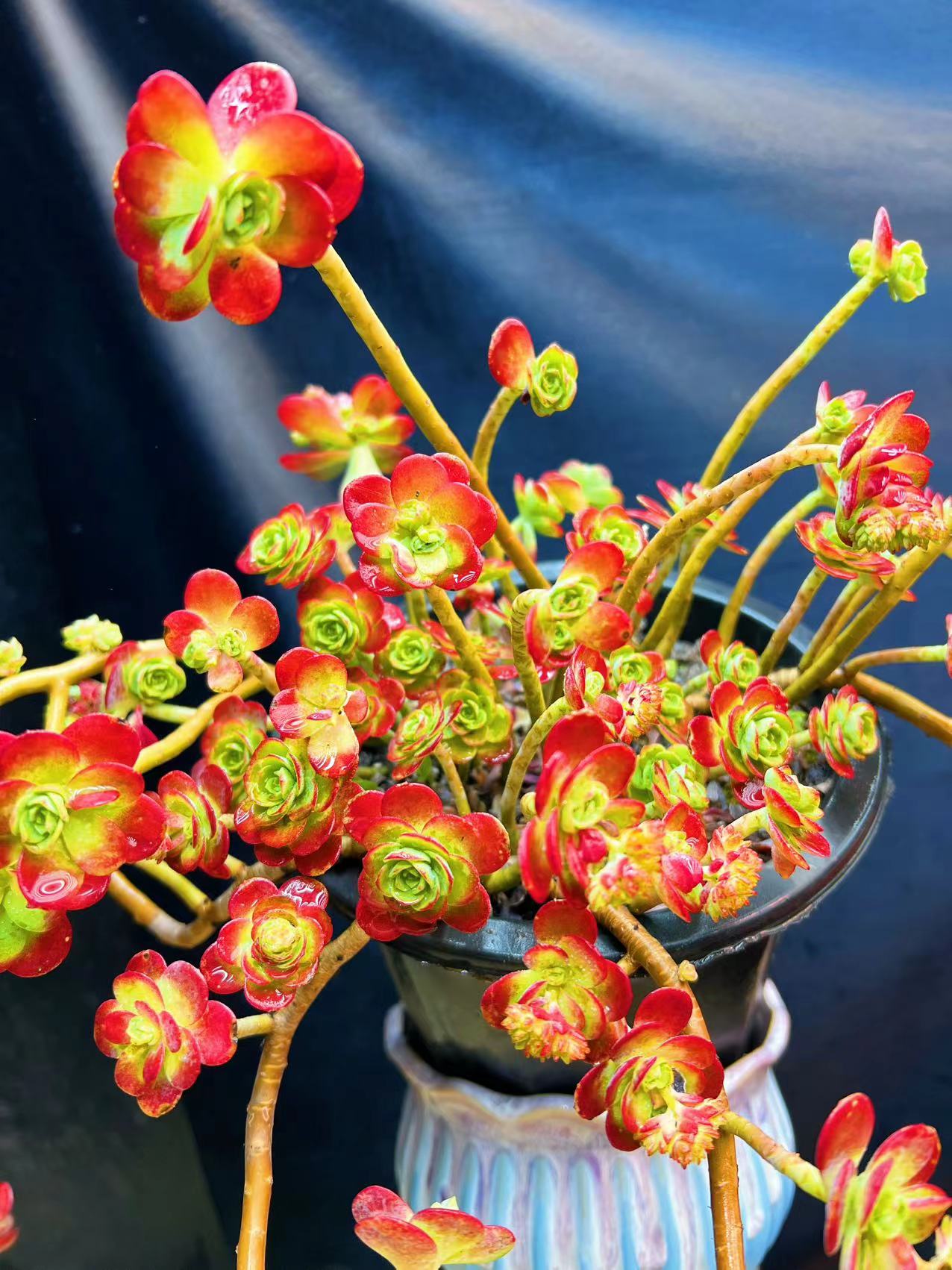 精品圆叶薄化妆  多肉植物 阳台庭院 花园植物 新手好养