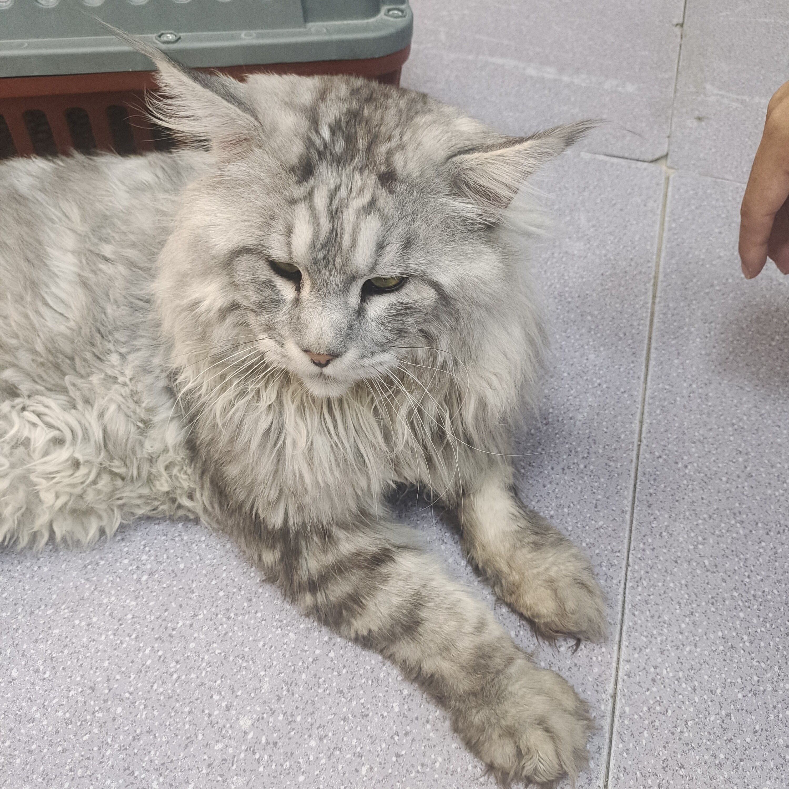 石榴猫舍银虎斑缅因弟弟（小英）