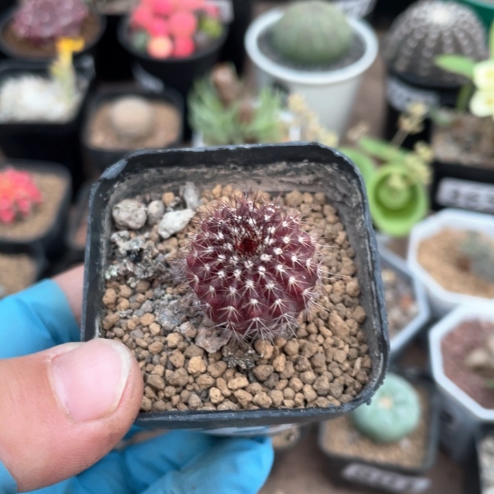 726实生紫皮尤伯球