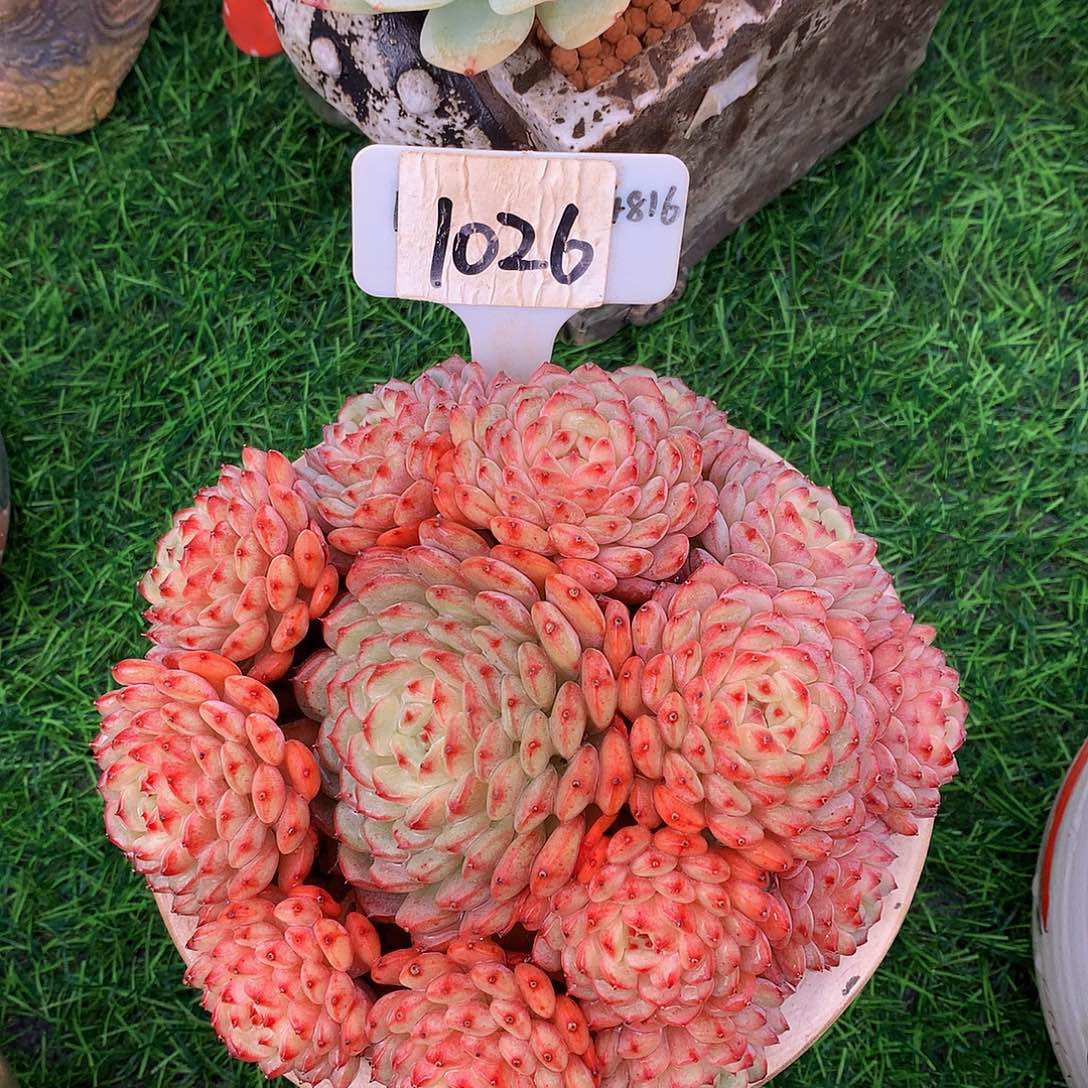 春****?白胖子多肉植物626272