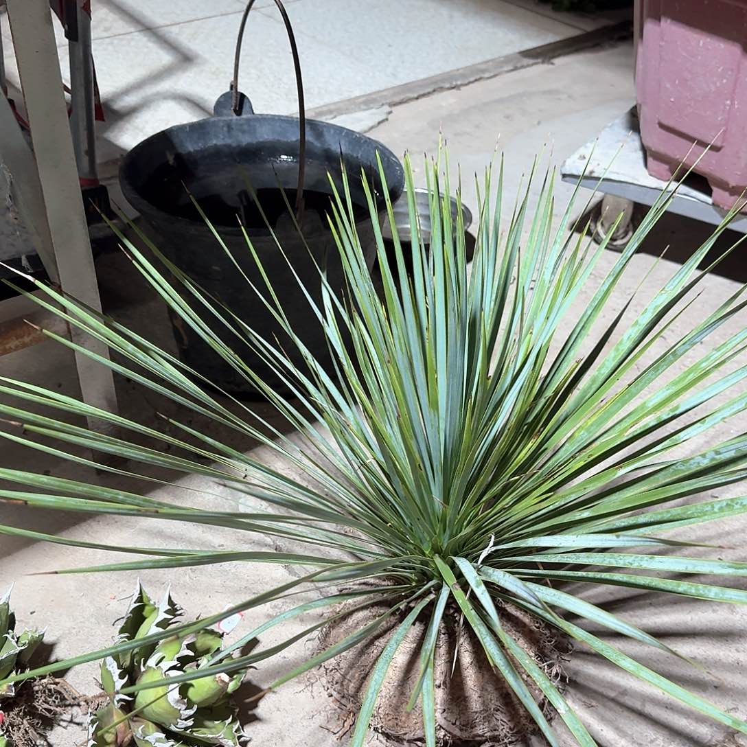 迎***风无花朵鸟喙丝兰稻草人