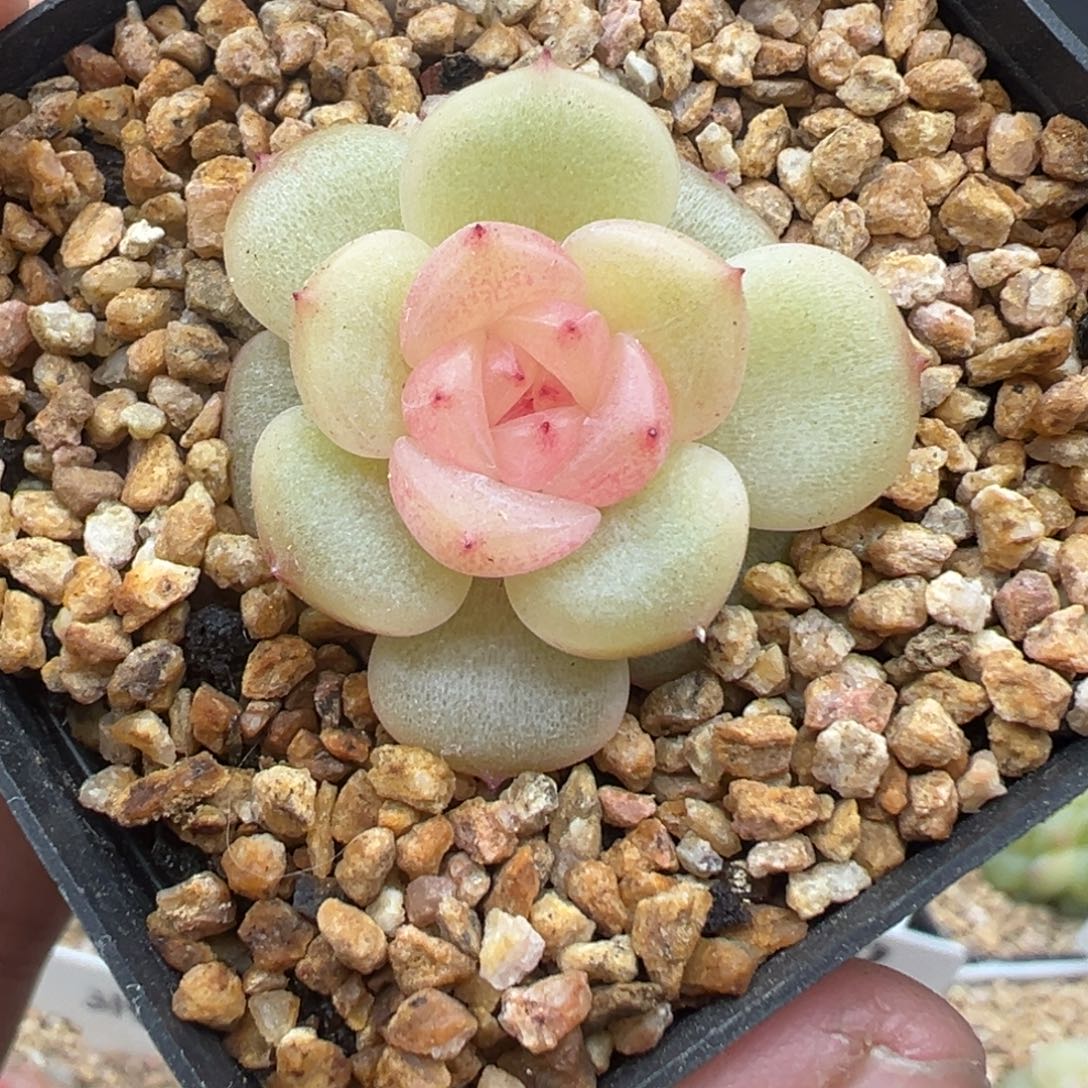 142号荔枝晗雨多肉