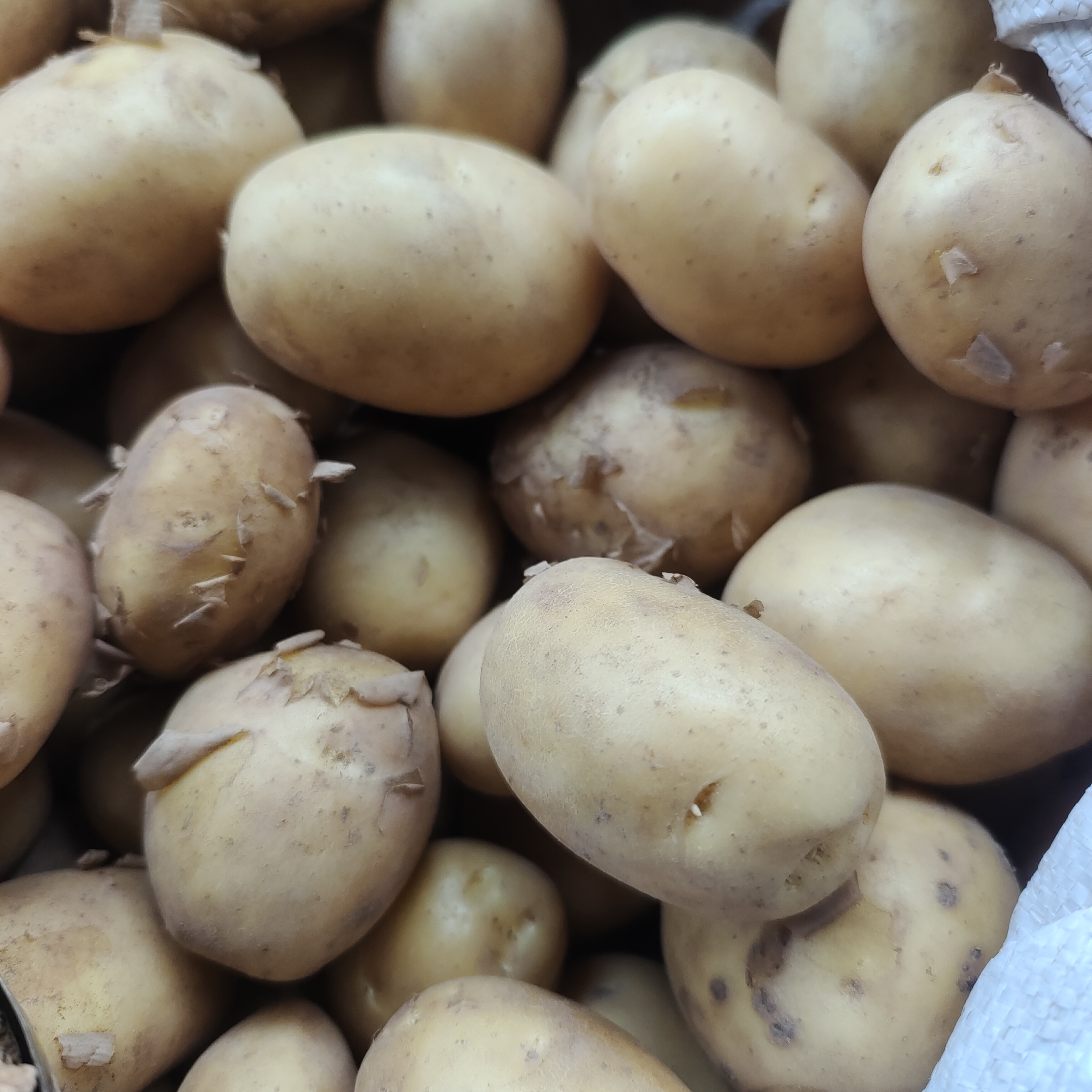 万源竹峪高山洋玉