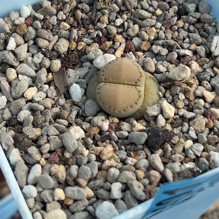 2401饼干1脱土发货