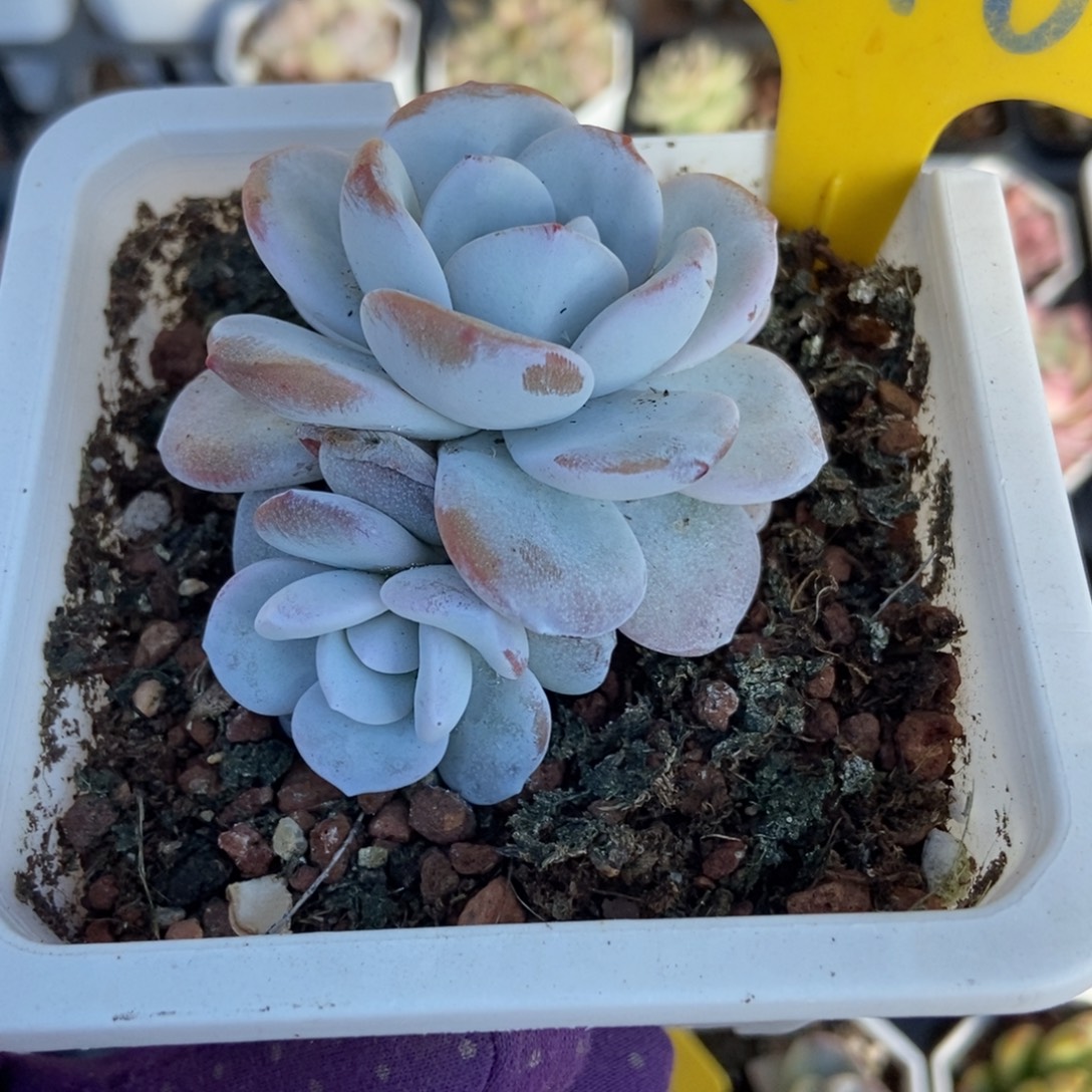 716雪莲多肉植物多肉