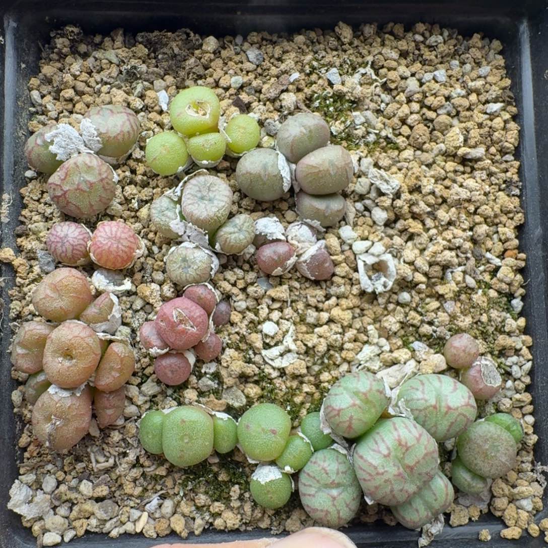 各种杂交多肉。