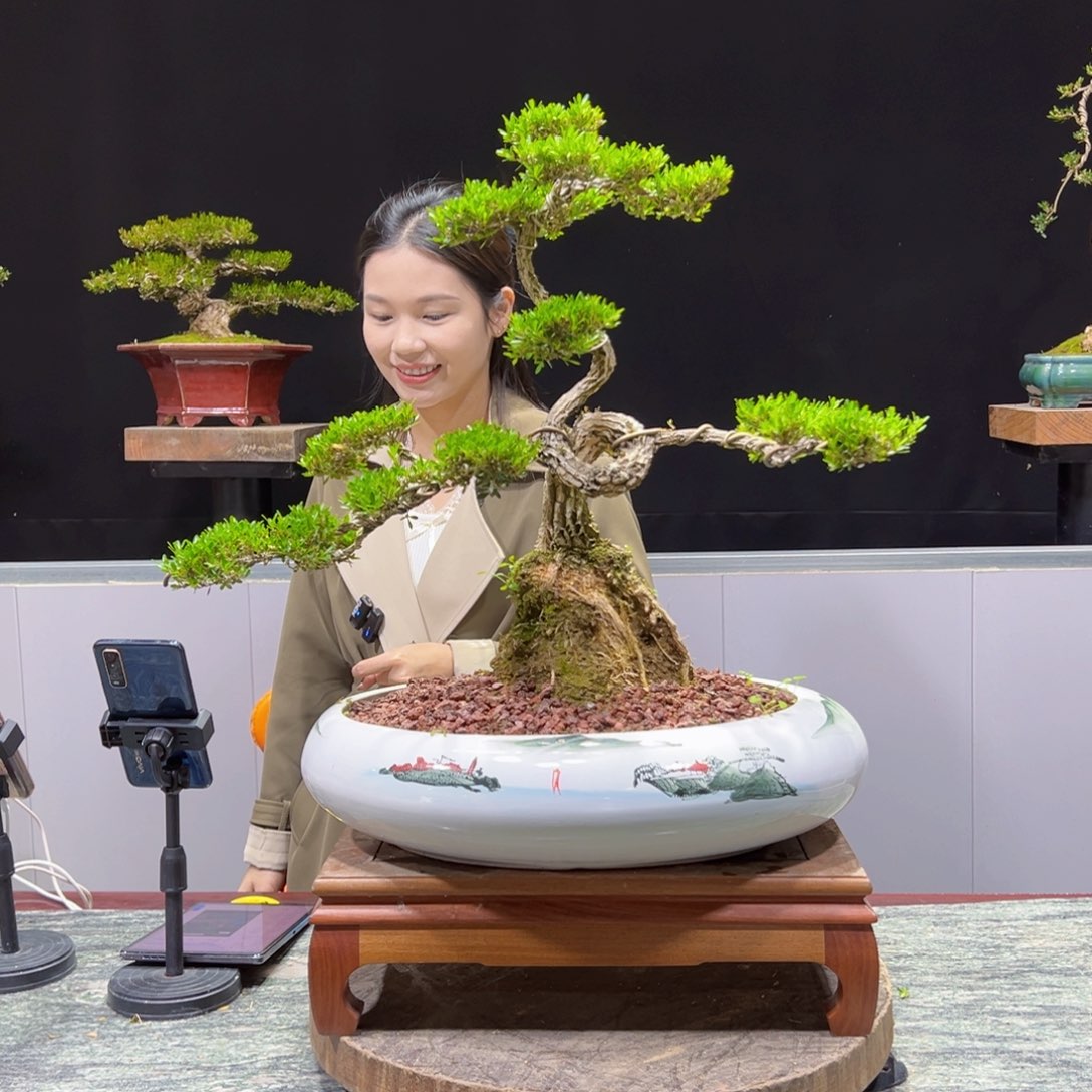 四季常青老桩黄杨盆景