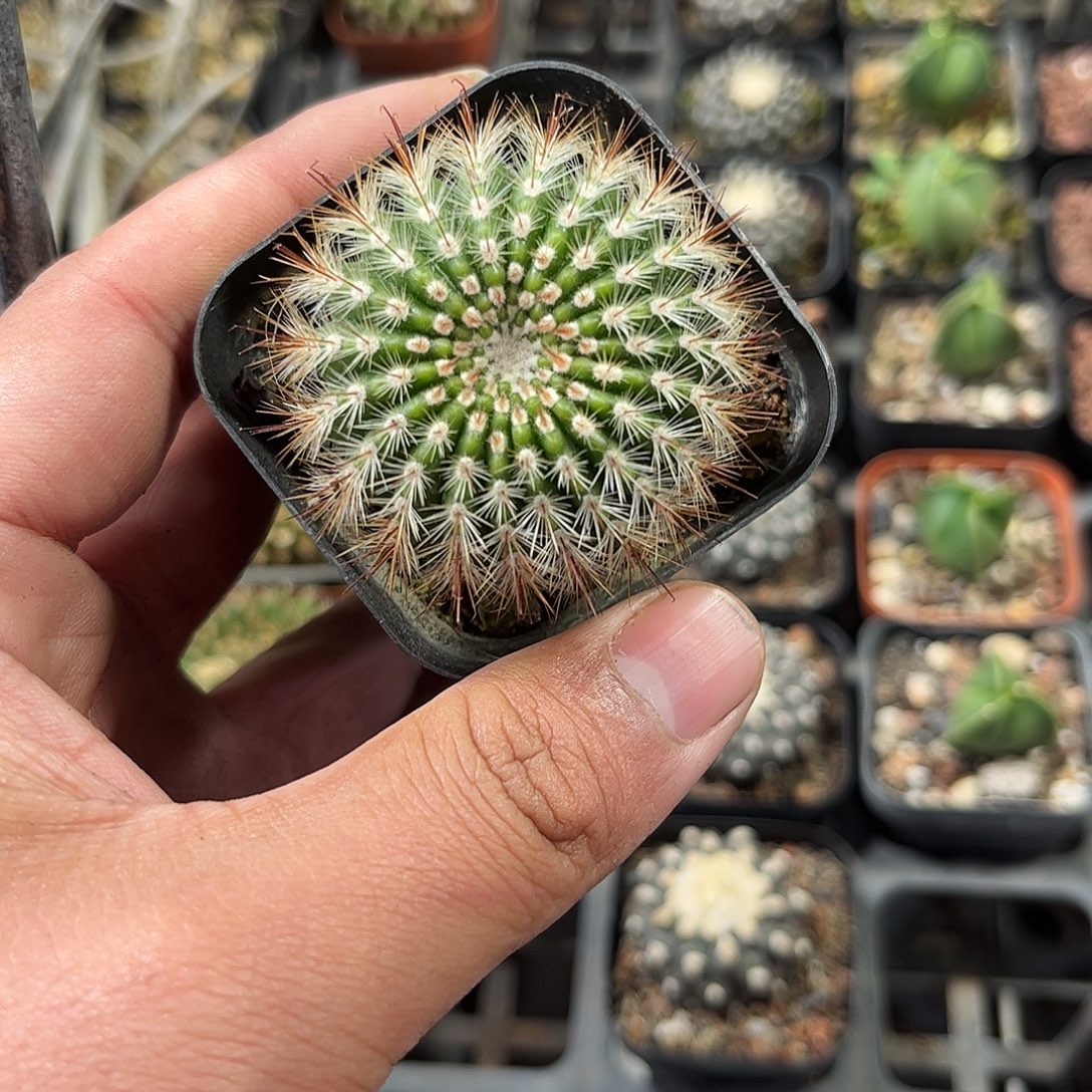 黄芙蓉单头发货单头