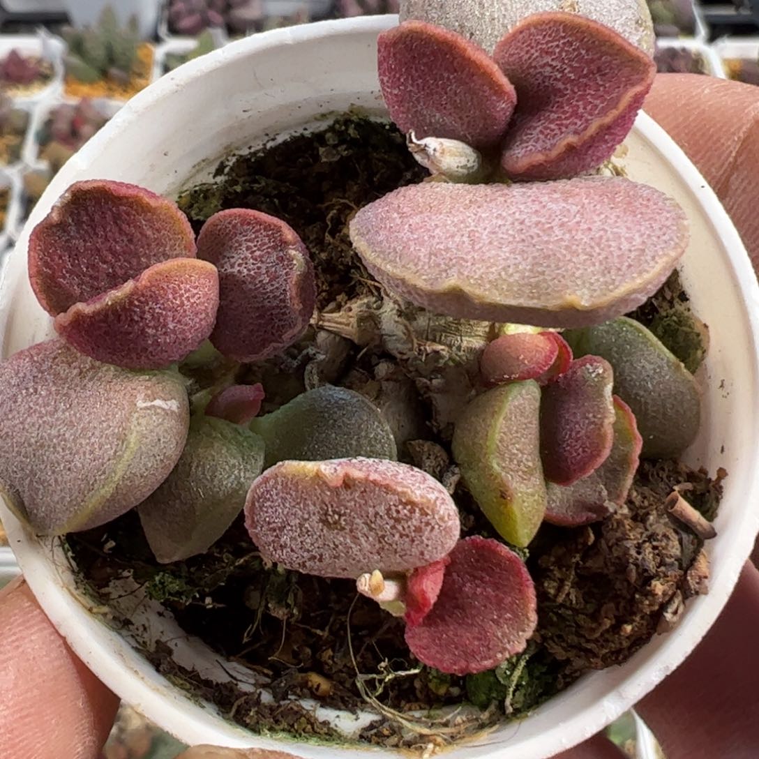 锦鲤水泡多肉植物水泡