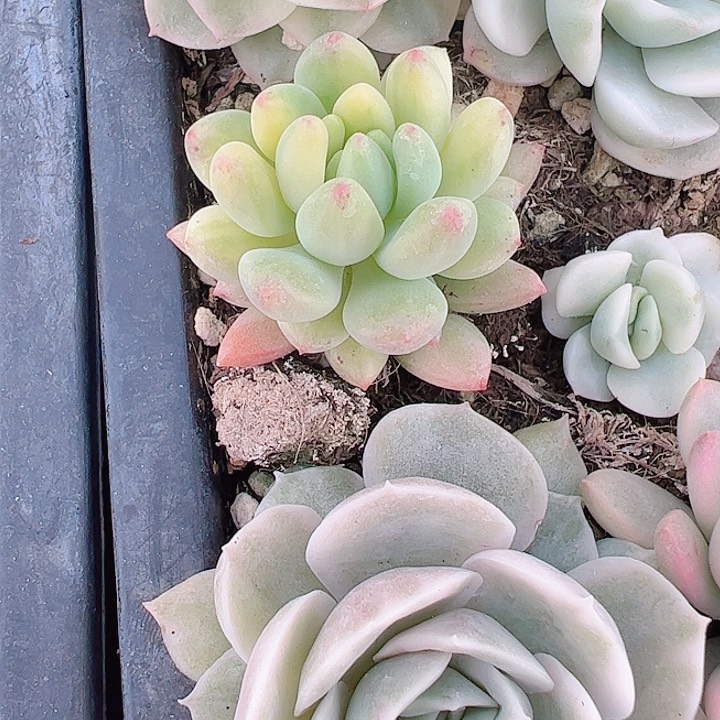 ?*崽多肉植物多肉植物