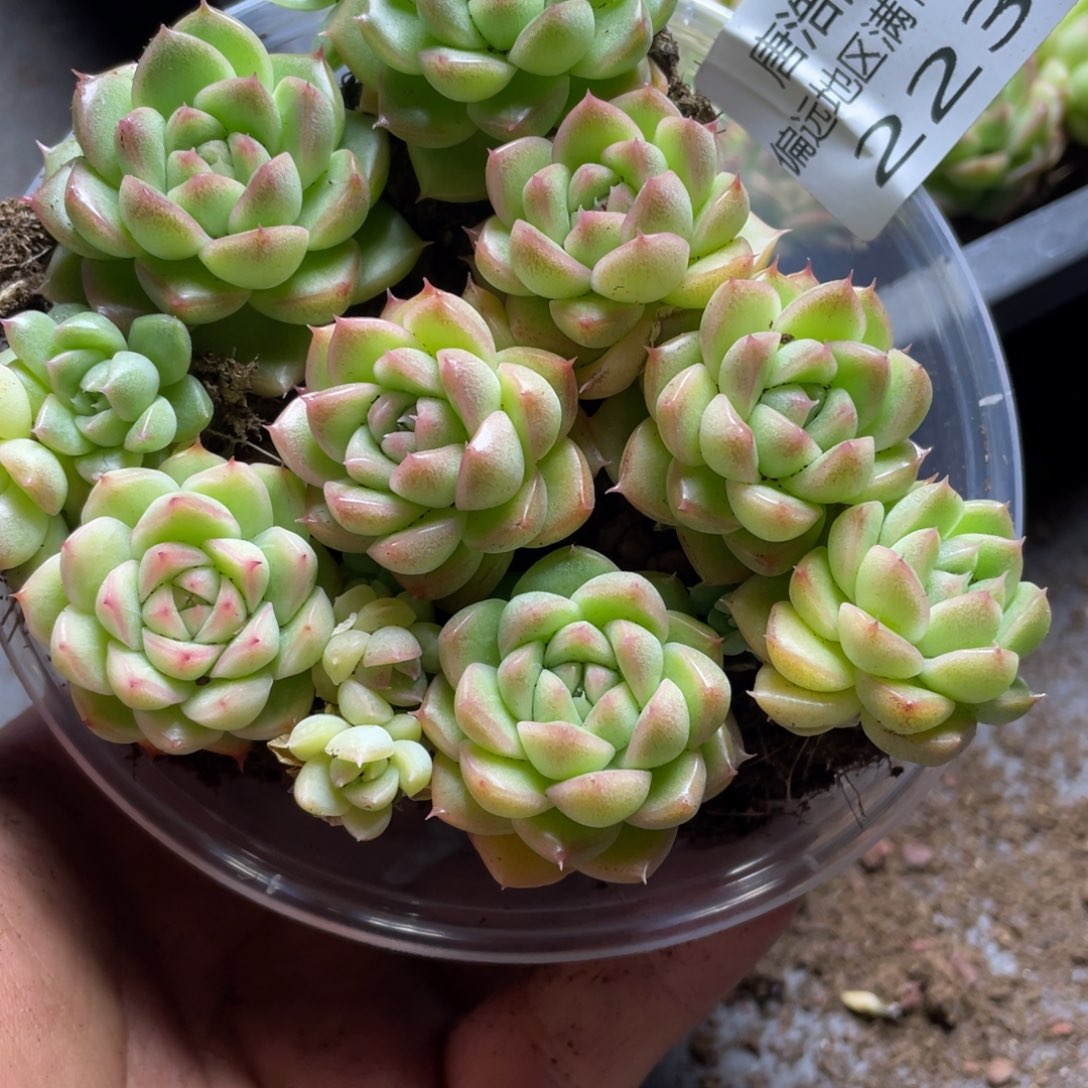 量拍麦秆一份一盒223