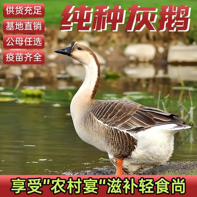 一斤发货四季产蛋三花宠物大白鹅一斤灰鹅马岗鹅不是狮头鹅