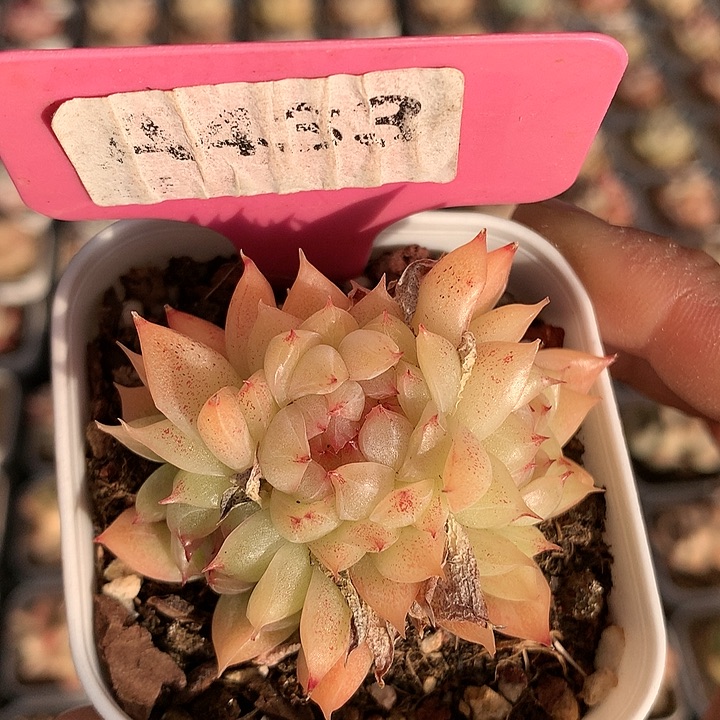 麦秆6cm不包整群