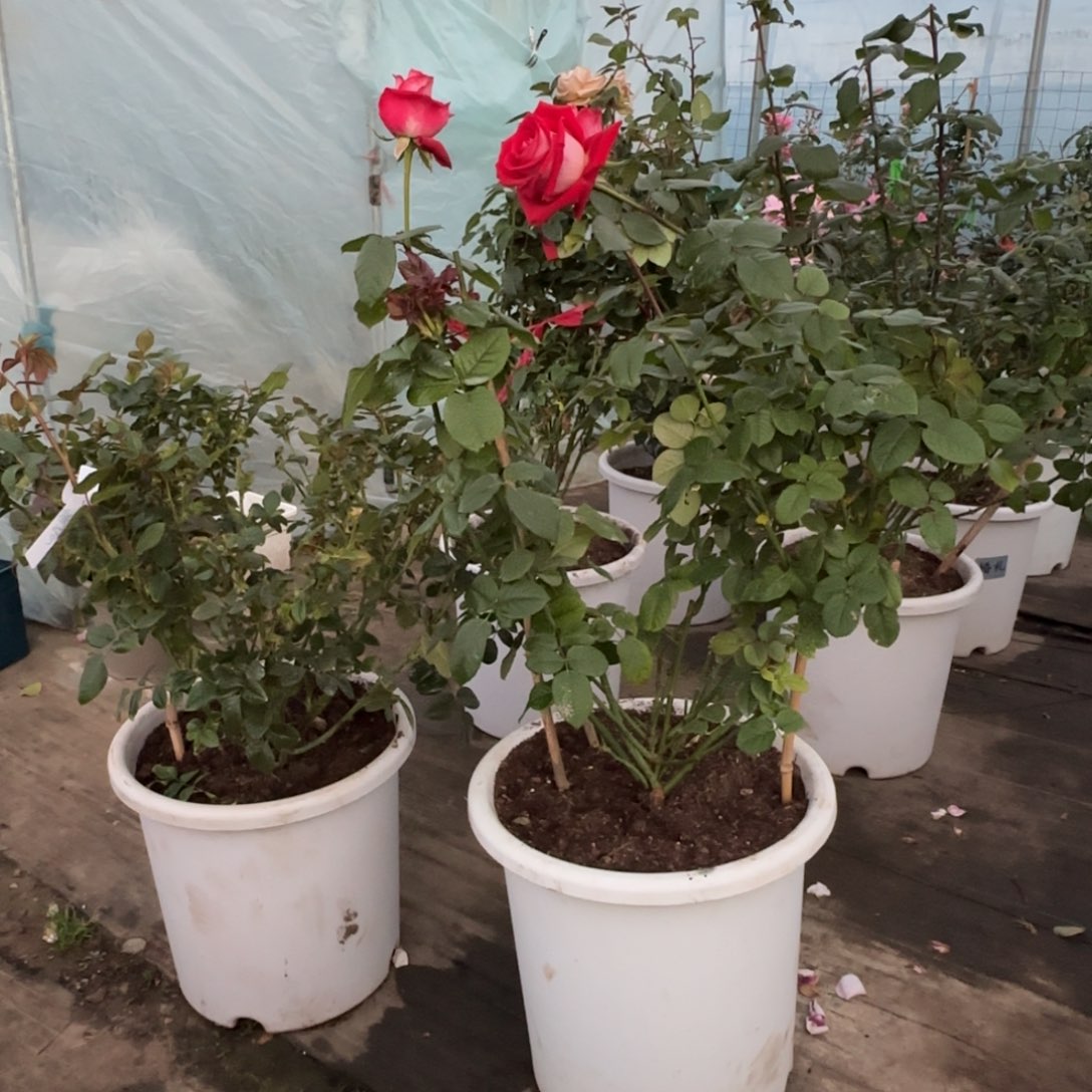 完全开放精品月季花