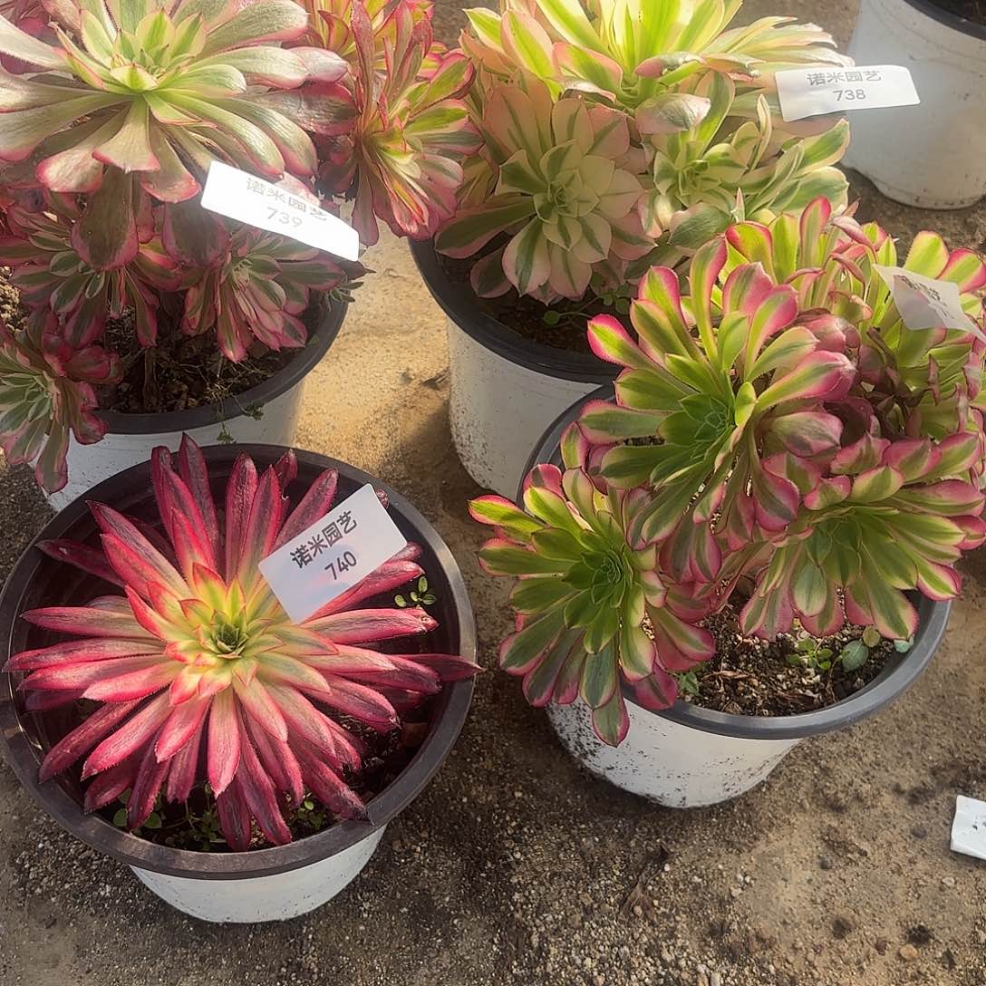 四颗多肉植物737-740