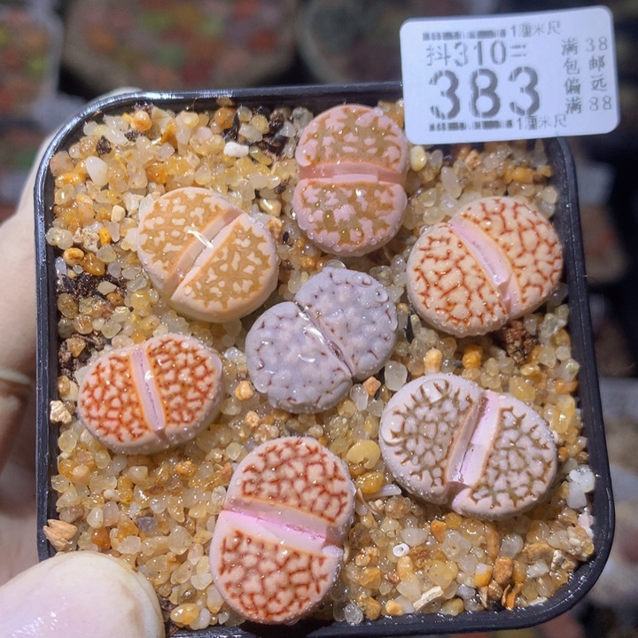 精品生石花310.383