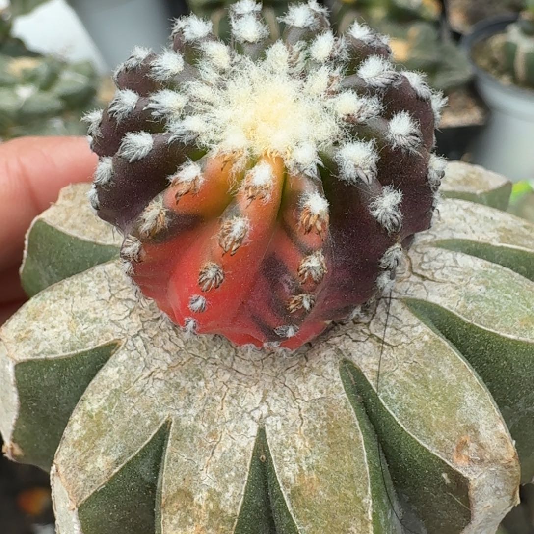 【闪购商品】奇特球锦